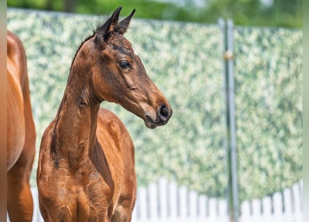 Westphalian, Mare, Foal (03/2025), Brown