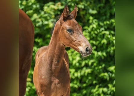 Westphalian, Mare, Foal (06/2024), Brown