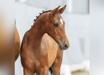 Westphalian, Mare, Foal (04/2024), Brown