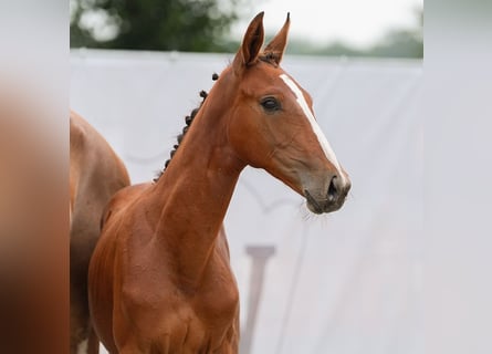 Westphalian, Mare, Foal (04/2024), Brown