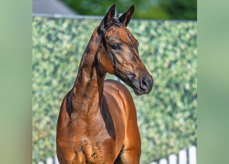 Westphalian, Mare, Foal (06/2025), Brown