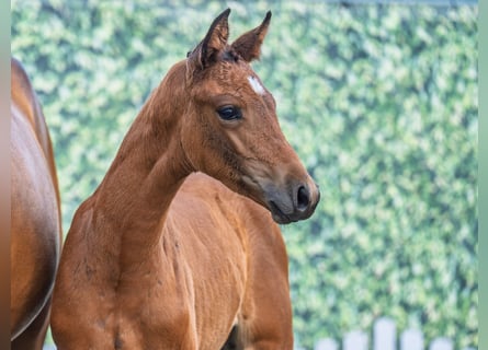 Westphalian, Mare, , Brown