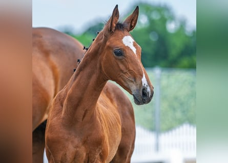 Westphalian, Mare, Foal (05/2025), Brown