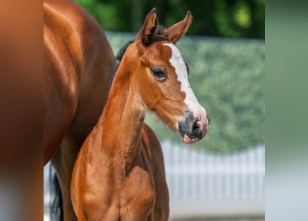 Westphalian, Mare, Foal (05/2025), Brown