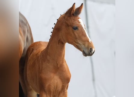 Westphalian, Mare, Foal (05/2024), Brown