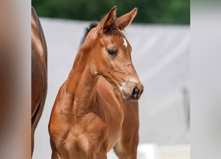 Westphalian, Mare, Foal (04/2024), Brown