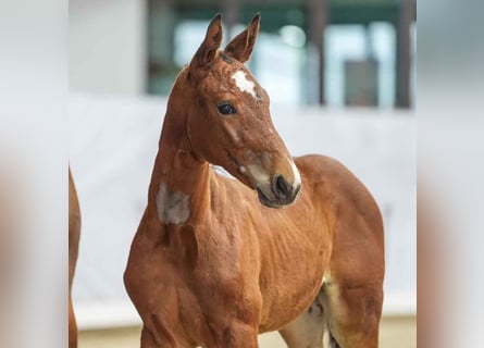 Westphalian, Mare, Foal (05/2024), Brown