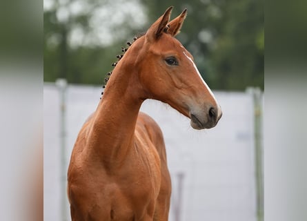 Westphalian, Mare, Foal (03/2024), Brown