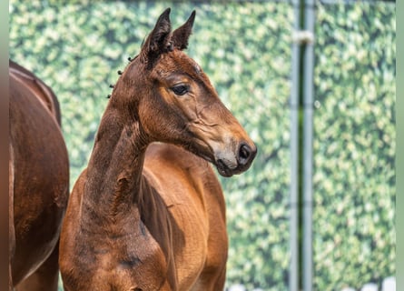 Westphalian, Mare, , Brown