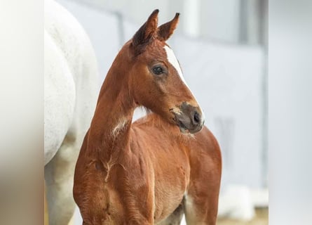 Westphalian, Mare, Foal (05/2024), Brown