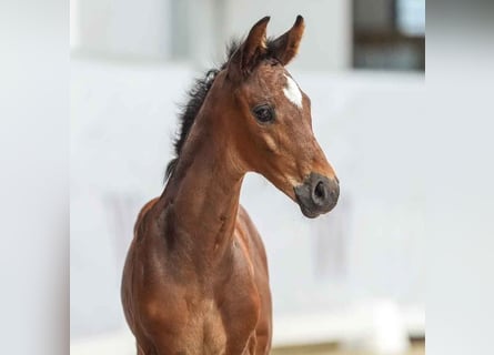 Westphalian, Mare, Foal (06/2024), Brown