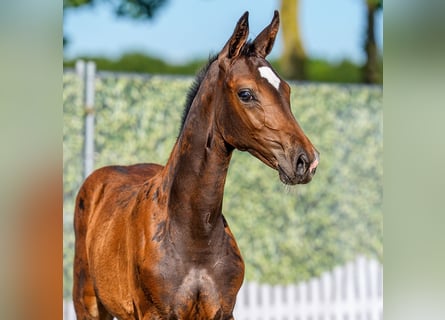 Westphalian, Mare, Foal (03/2026), Brown