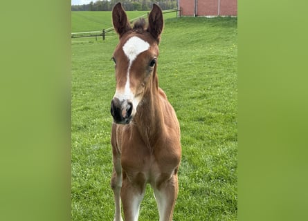 Westphalian, Mare, Foal (03/2025), Brown