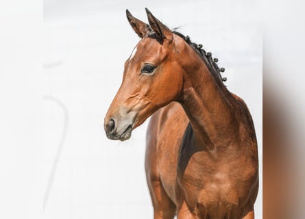 Westphalian, Mare, Foal (05/2024), Brown