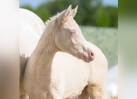 Westphalian, Mare, , Can be white