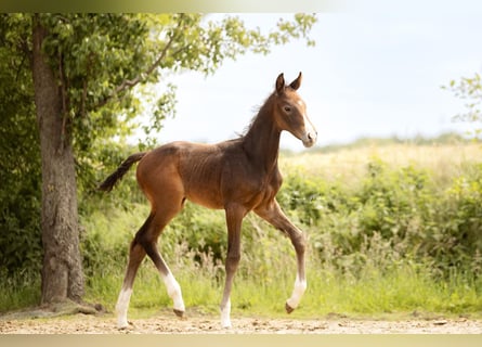 Westphalian, Mare, Foal (05/2025), Can be white