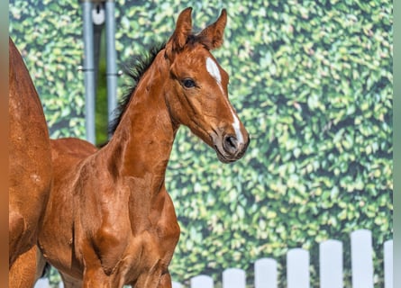 Westphalian, Mare, , Can be white