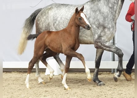 Westphalian, Mare, Foal (02/2024), Can be white