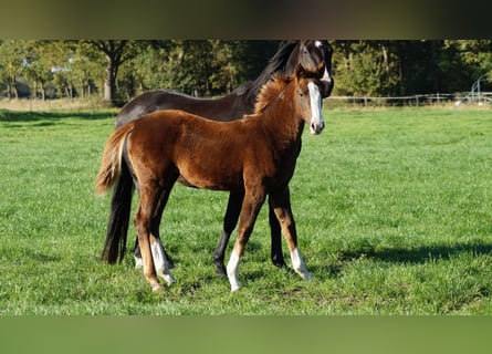 Westphalian, Mare, Foal (05/2025), Chestnut