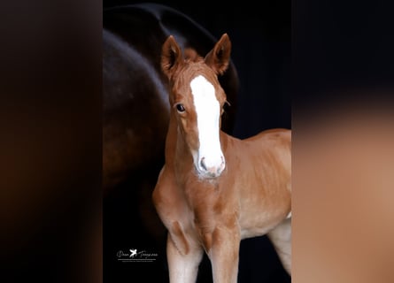 Westphalian, Mare, Foal (05/2025), Chestnut
