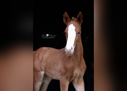 Westphalian, Mare, Foal (05/2025), Chestnut