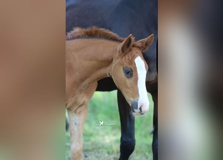 Westphalian, Mare, Foal (05/2025), Chestnut