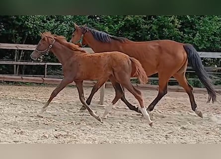 Westphalian, Mare, Foal (03/2025), Chestnut