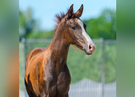 Westphalian, Mare, Foal (05/2026), Chestnut