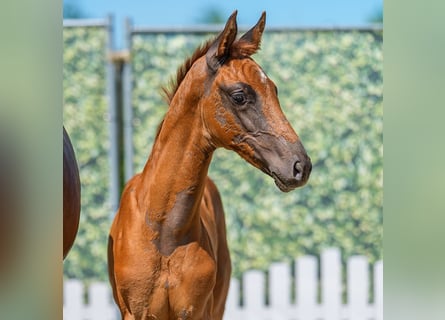 Westphalian, Mare, Foal (05/2026), Chestnut