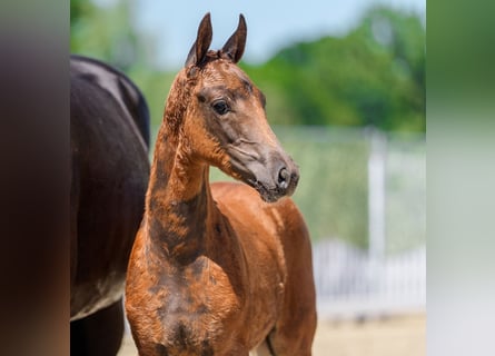 Westphalian, Mare, Foal (04/2026), Chestnut