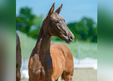 Westphalian, Mare, Foal (03/2026), Chestnut