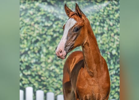 Westphalian, Mare, Foal (05/2025), Chestnut