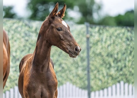 Westphalian, Mare, , Chestnut