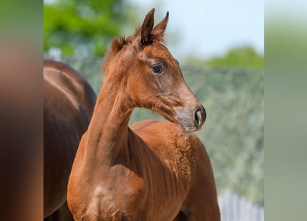 Westphalian, Mare, , Chestnut