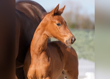 Westphalian, Mare, , Chestnut
