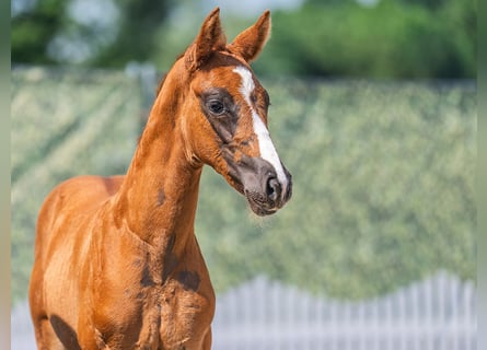 Westphalian, Mare, , Chestnut