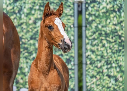Westphalian, Mare, , Chestnut