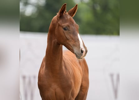 Westphalian, Mare, Foal (05/2024), Chestnut