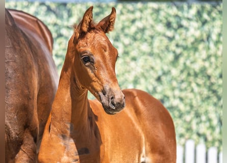 Westphalian, Mare, Foal (05/2025), Chestnut