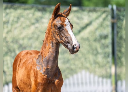 Westphalian, Mare, Foal (05/2025), Chestnut