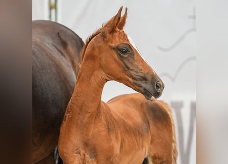 Westphalian, Mare, Foal (07/2024), Chestnut