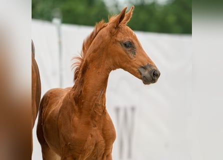 Westphalian, Mare, Foal (04/2024), Chestnut