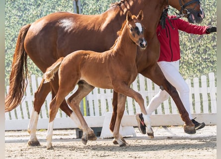 Westphalian, Mare, Foal (02/2026), Chestnut