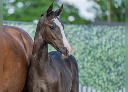 Westphalian, Mare, Foal (02/2025), Chestnut