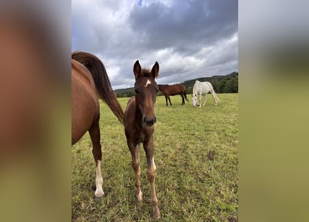Westphalian, Mare, Foal (05/2025), Chestnut