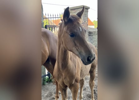 Westphalian, Mare, Foal (05/2025), Chestnut-Red