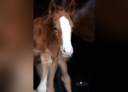 Westphalian, Mare, , Chestnut-Red