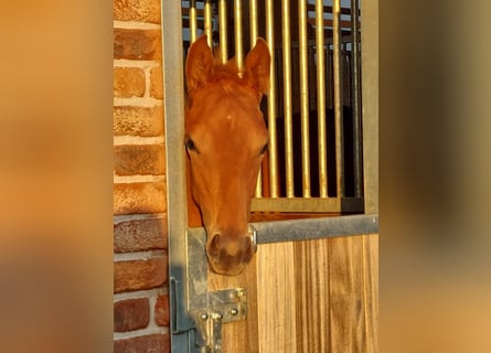 Westphalian, Mare, Foal (05/2023), Chestnut-Red