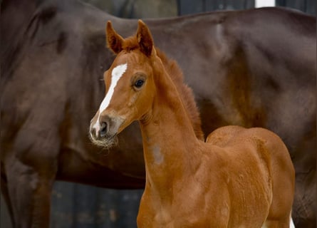 Westphalian, Mare, Foal (06/2025), Chestnut-Red