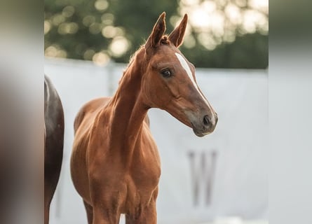 Westphalian, Mare, Foal (04/2024), Chestnut-Red